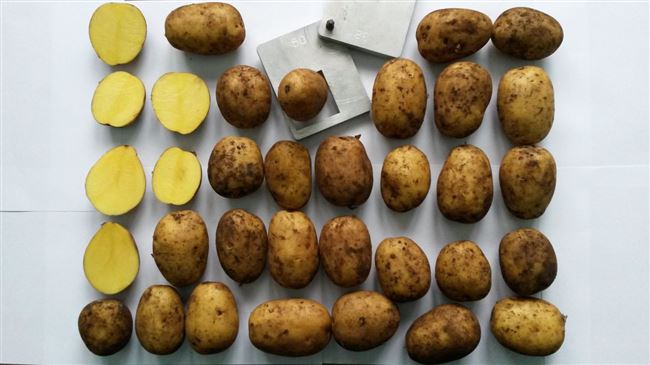 Характеристика сорта картофеля Крона