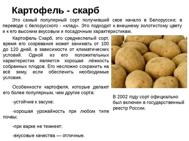 Описание и характеристики картофеля сорта Зорачка, посадка и уход