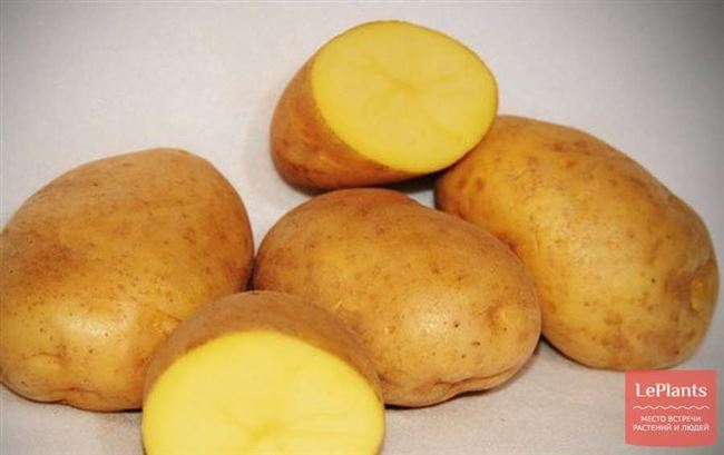 Посадка и выращивание картошки