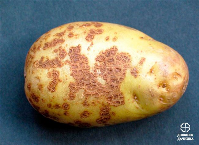 Бактериальные болезни картофеля