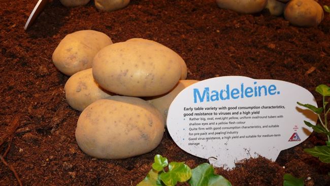 Описание сорта картофеля Маделина