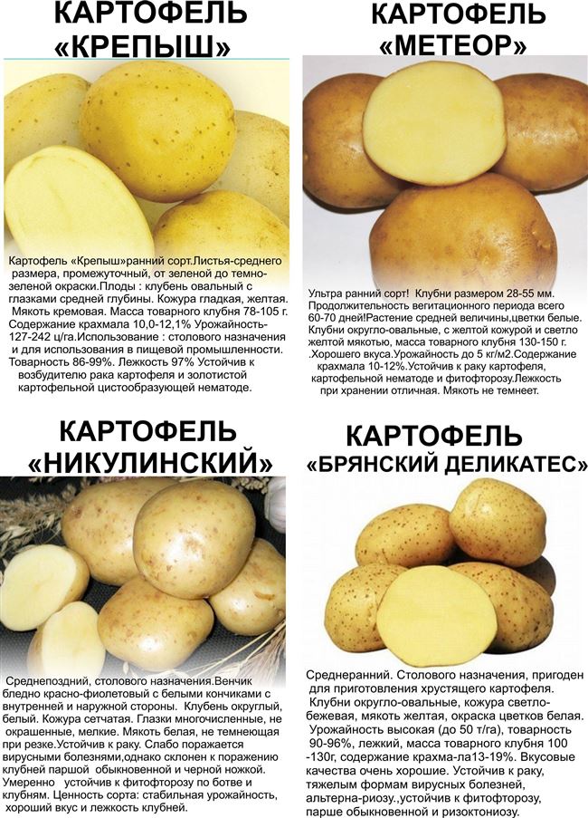  Какой сорт картофеля лучше всего подходит для жарки, пюре и т. Д.? 