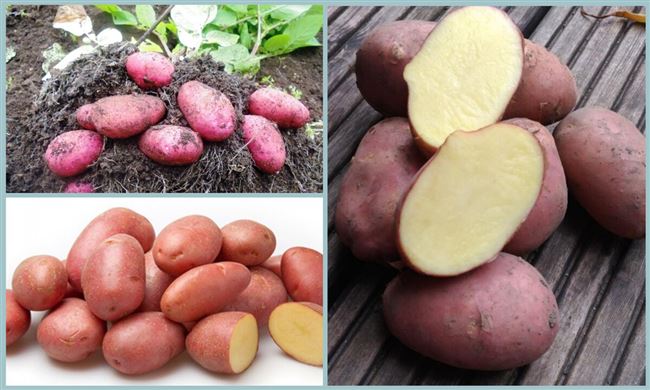 Посадка и выращивание картофеля сорта Надежда