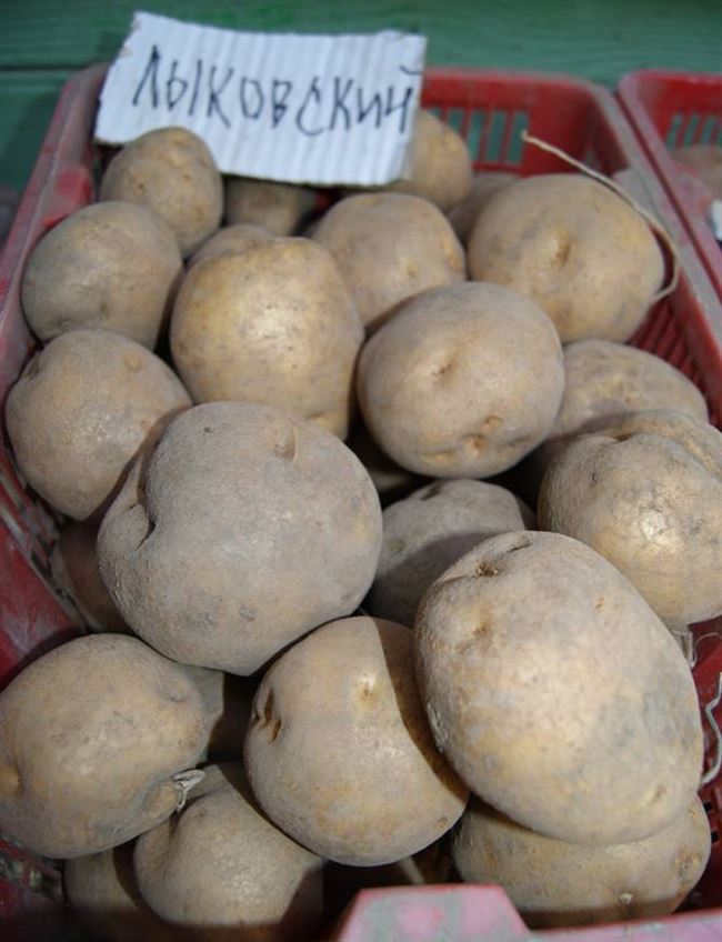 Отзывы огородников о картошке Наташе