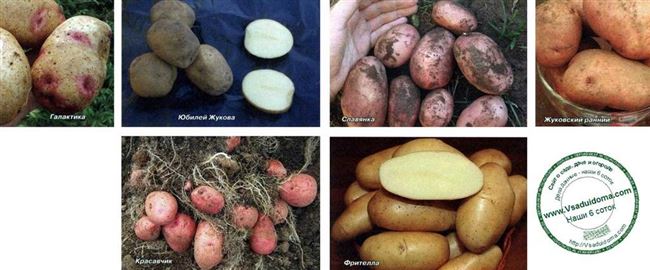 Сорта картофеля для Сибири, фото и описание