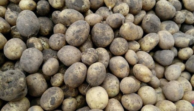Характеристика картофеля Наяда