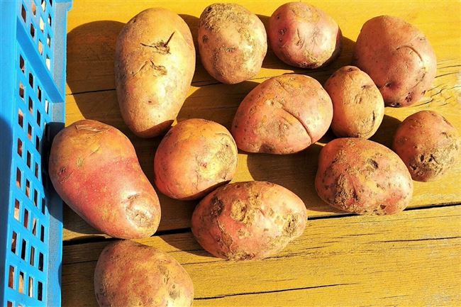 Описание сортов картофеля