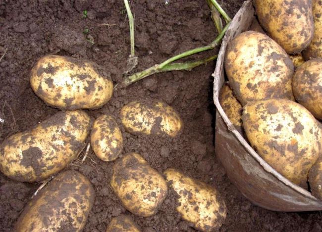 Урожайные сорта картофеля для Северо-запада – описание, характеристики, фото