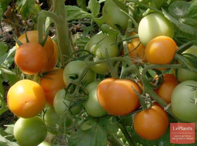 Урожайность томата Очарование и плодоношение