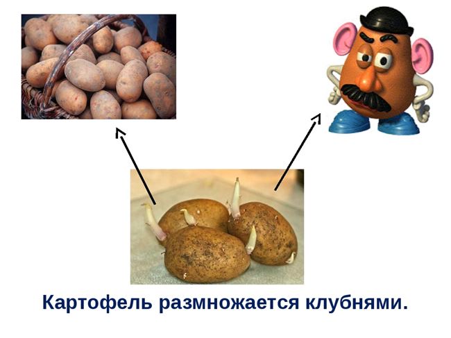 Размножение картофеля