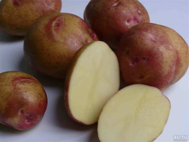 Описание сорта картофеля Повинь
