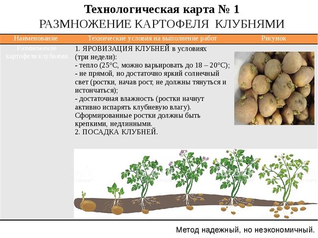Картофель Повинь – преимущества сорта и размножение клубнями