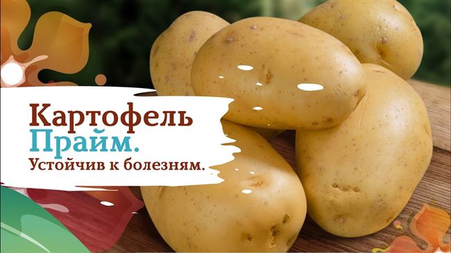Подробное описание сорта картофеля Прайма