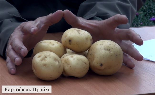 Характеристики картофеля Прайм