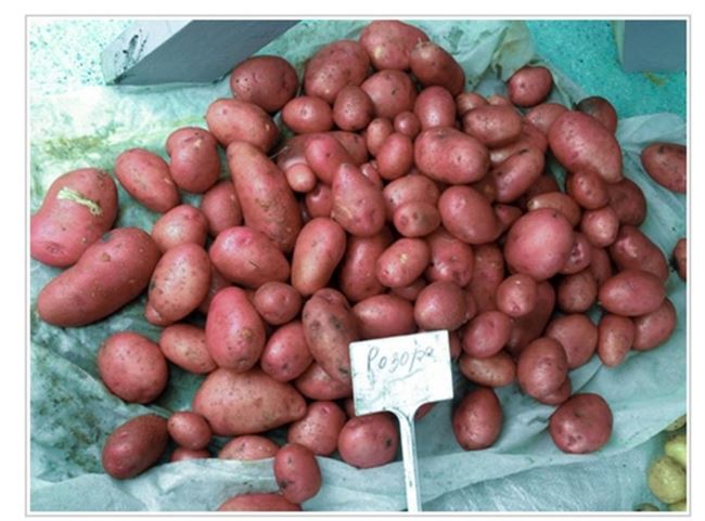 Характеристика картофеля Розара