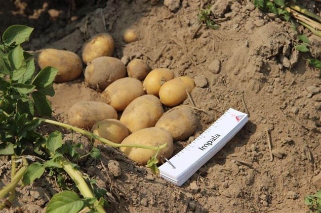 Посадка и выращивание картофеля сорта Голландка