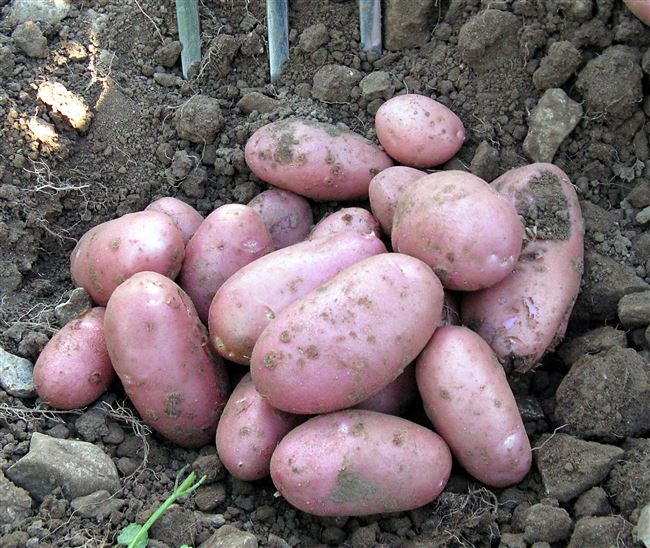 Характеристика сорта картофеля Рябинушка