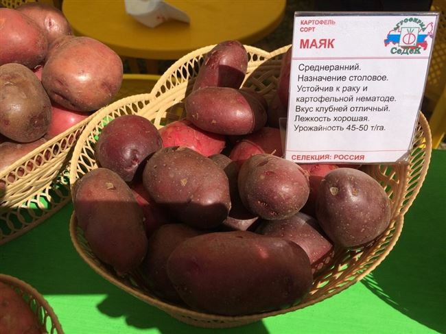 Отзывы огородников о картофеле Маяк