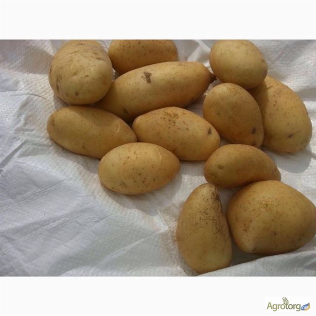 Отзывы о картофеле Санте