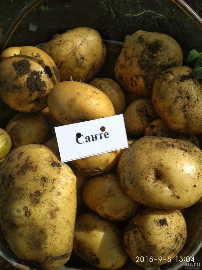 История и описание сорта картофеля Санте, фото плодов