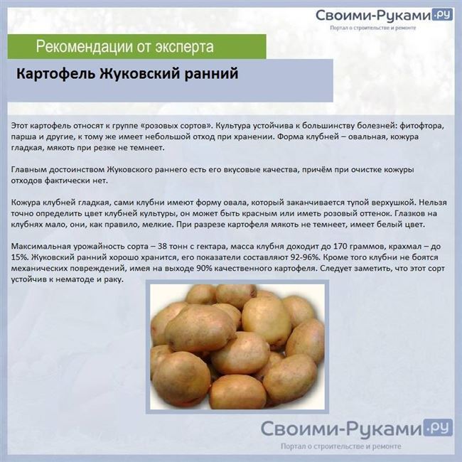 Описание сортов картофеля (каталог)