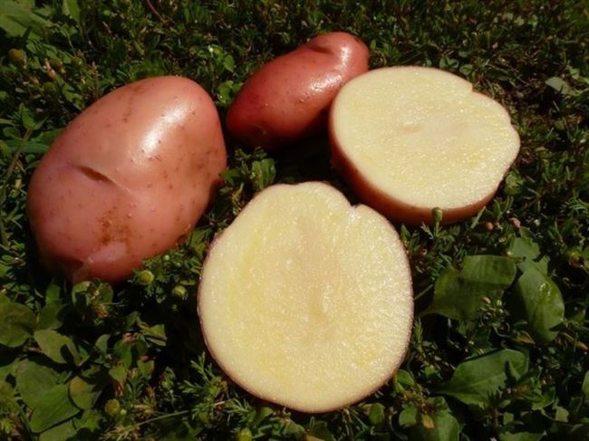 Уход за сортом картофеля Сарпо мира