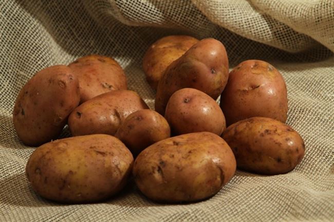 Odrůda brambor Serpanok: vlastnosti, popis, výnos, recenze a fotografie