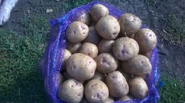 Сбор урожая, хранение картофеля на зиму