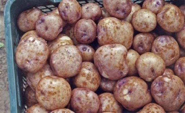 Плюсы и минусы сорта картошки Синеглазка