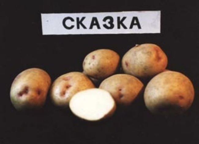 Описание и характеристика картофеля Сказка