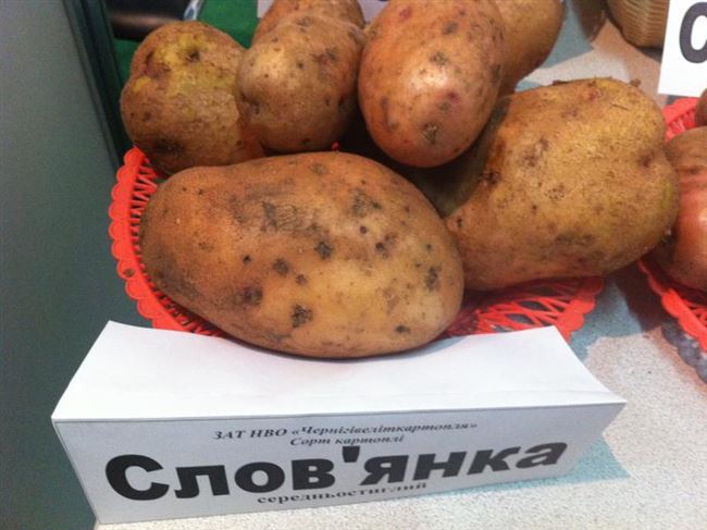 Основные характеристики и описание картофеля Славянка