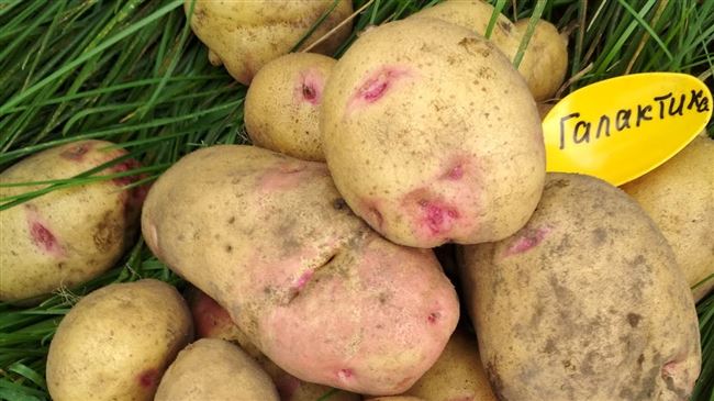 Ультраранний и ранний картофель – сорта с фото и описанием, отзывы