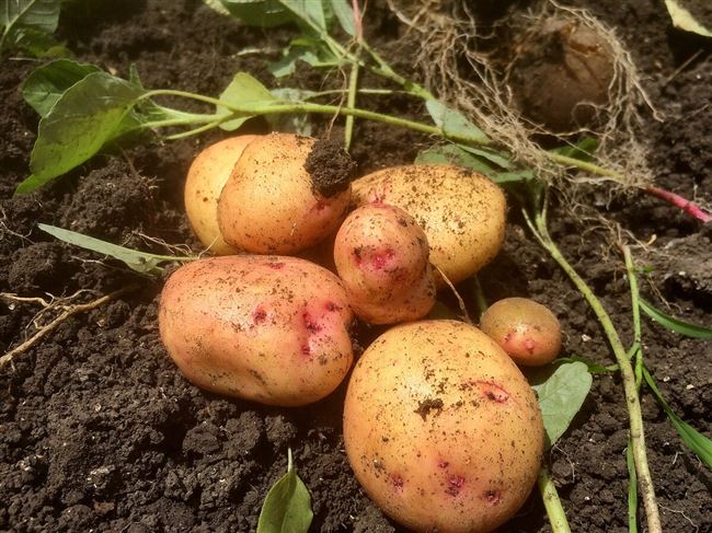 Посадка и выращивание картофеля сорта Утро раннее