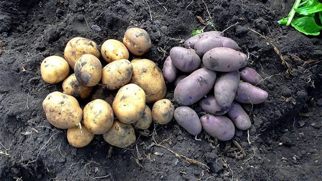Посадка и выращивание картошки