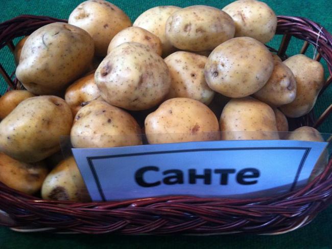 Картофель Санте: описание сорта с фото