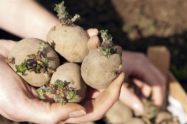 Видео по теме: как подготовить картофель Санте для проращивания