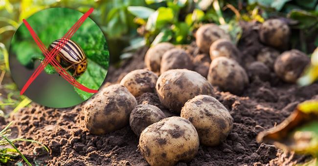 7 главных правил агротехники картофеля
