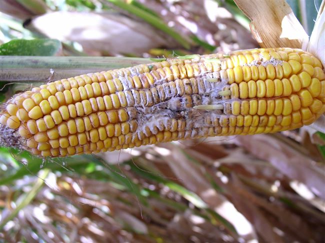 Болезни кукурузы и их лечение