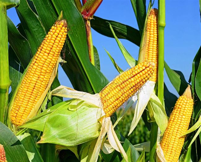 Как растет кукуруза? 