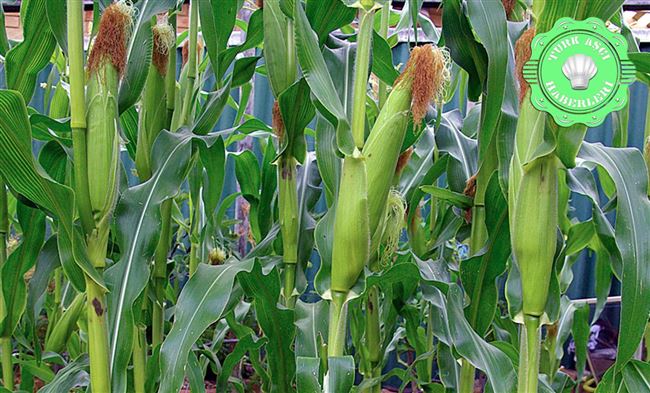 Выращивание сахарной кукурузы рассадой