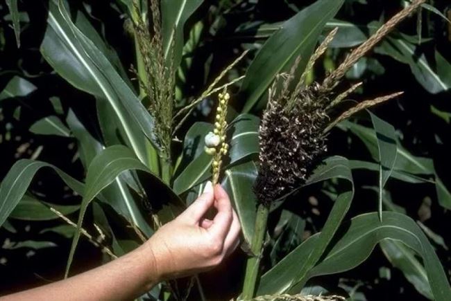 Болезни кукурузы, фото, их признаки, меры борьбы