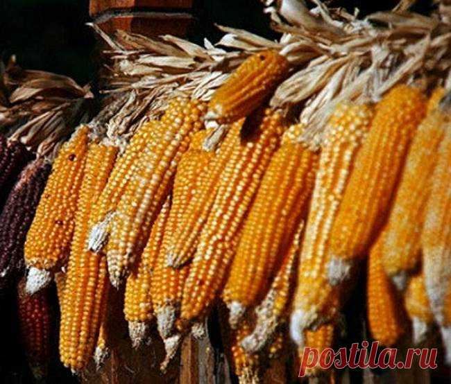 Как хранить початки кукурузы на зиму