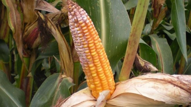 Болезни кукурузы, фото, их признаки, меры борьбы