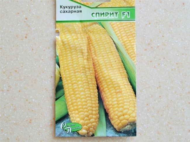 Кукуруза – выращивание и уход