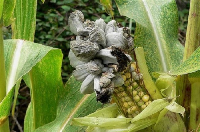 Вредители и болезни кукурузы