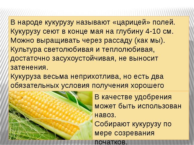 Предпосевная подготовка зёрен кукурузы