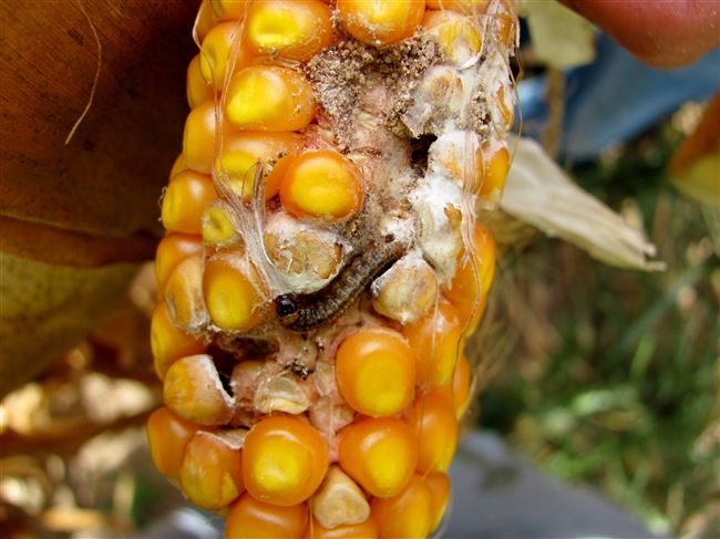 Причины и профилактика болезней кукурузы