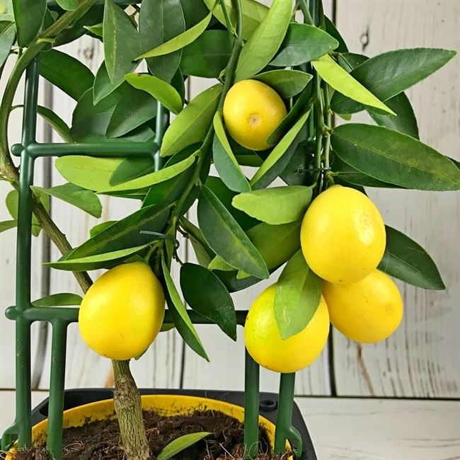 Размножение и посадка лимона в комнатных условиях
