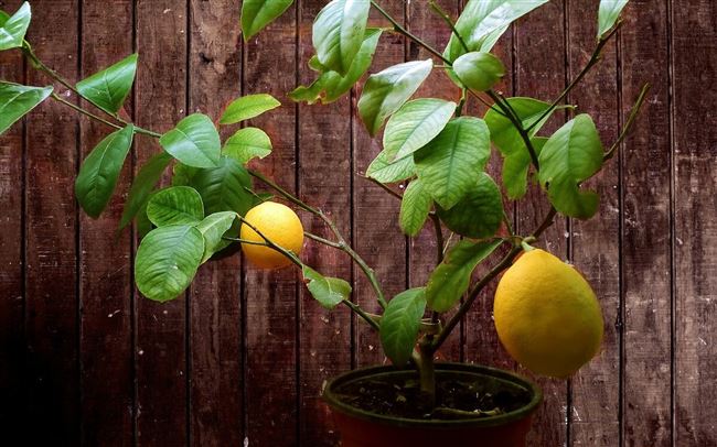 Характеристика домашнего лимона Мейера