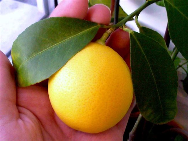 Плюсы и минусы сорта лимона Мейера